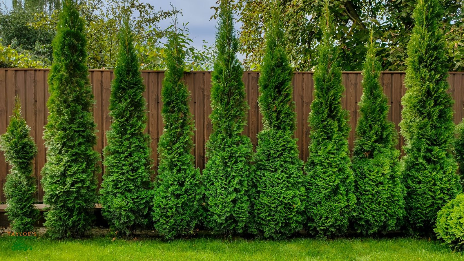 the arborvitae bush can reach around 20 feet tall with a single trunk 