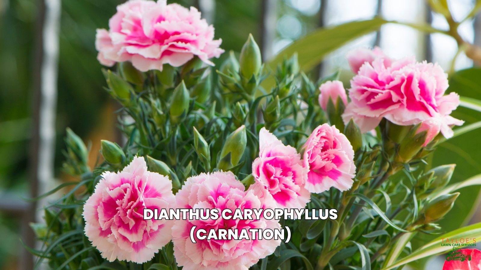 dianthus caryophyllus