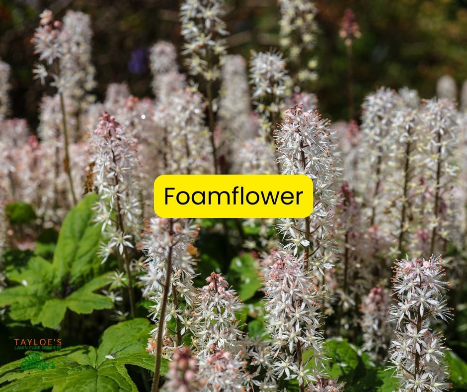 Replace invasive plants with foamflower