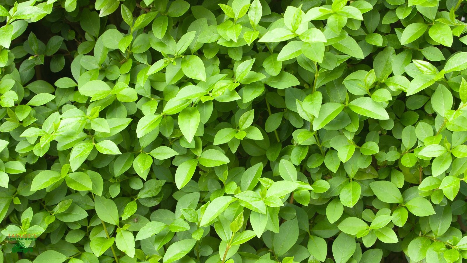 privet offers lovely stems and foliage