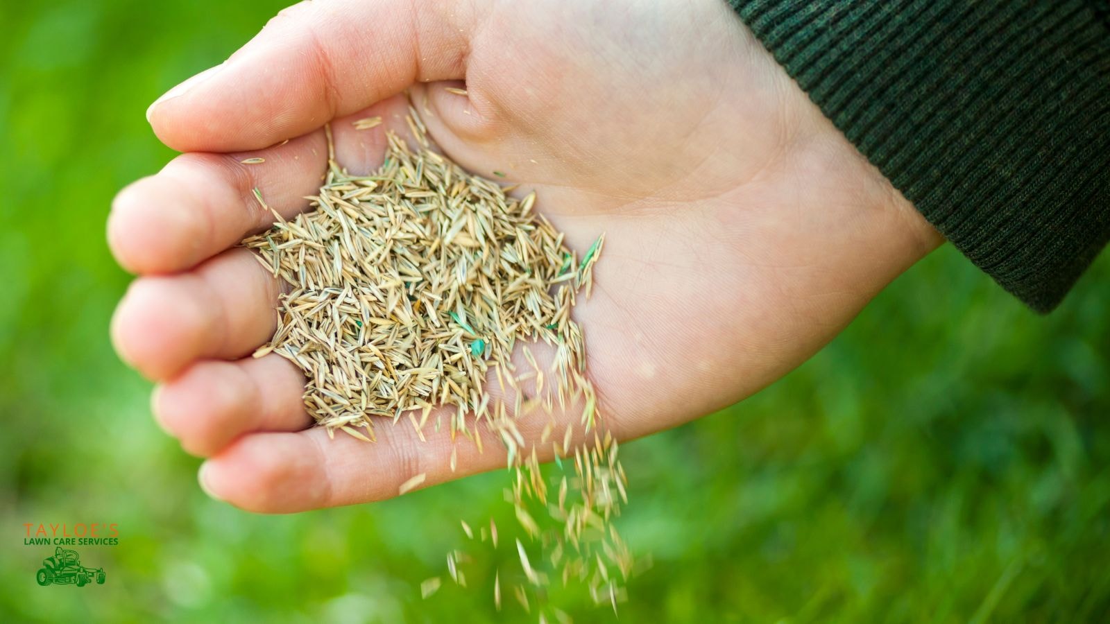 overseeding lawn