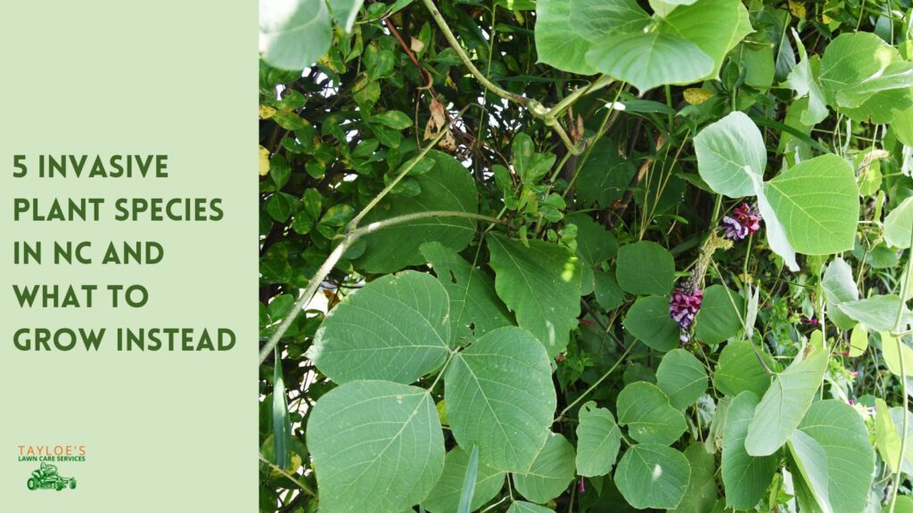 invasive species kudzu