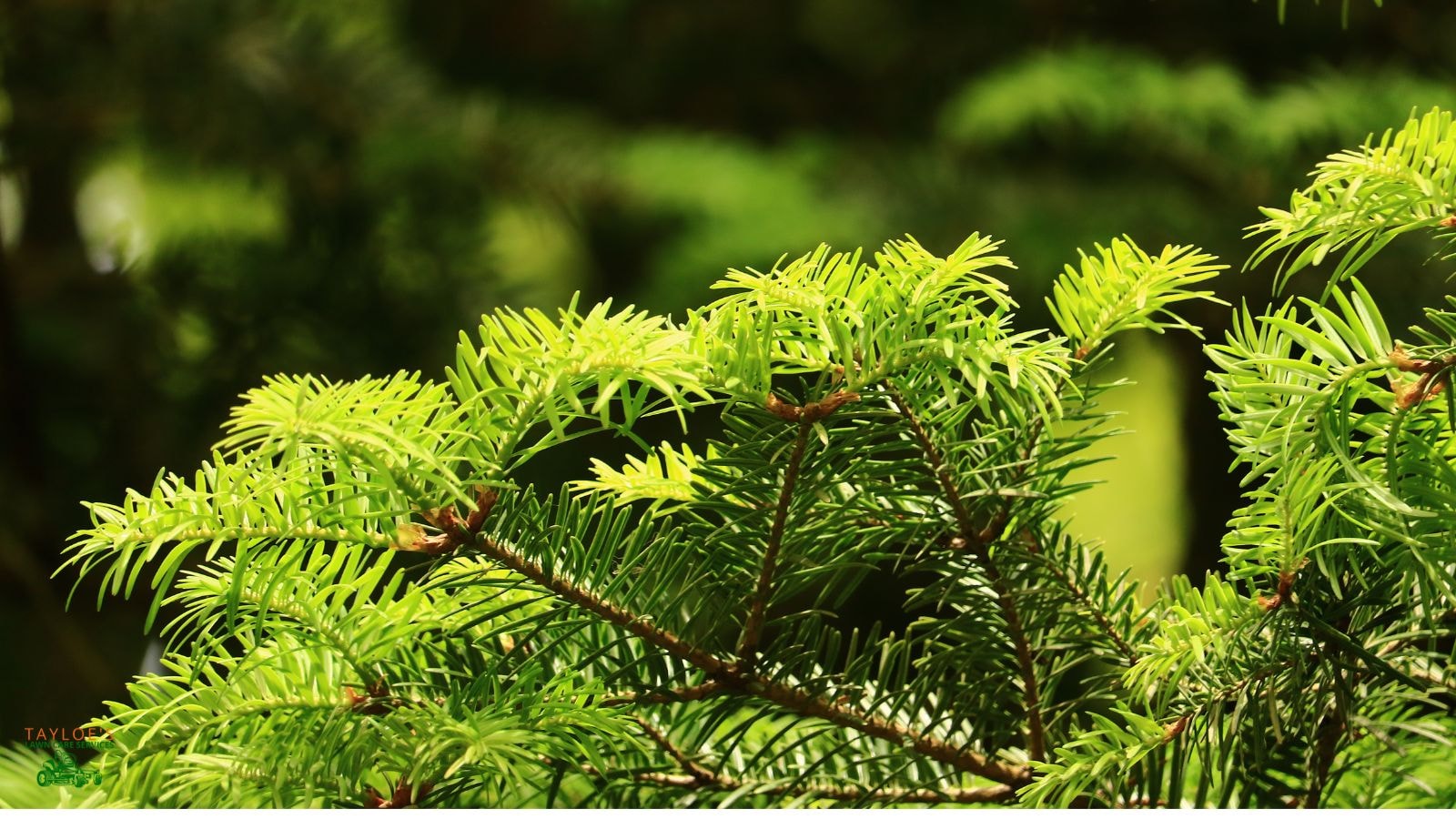 yew bush for green brances and stems year round color