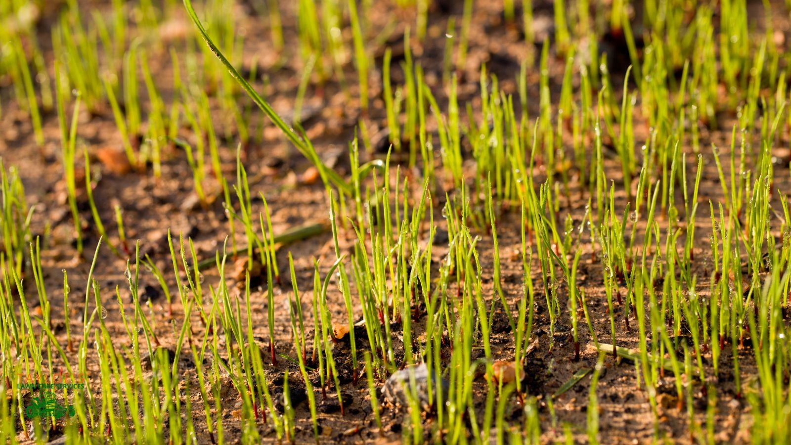 late summer to early fall overseeding