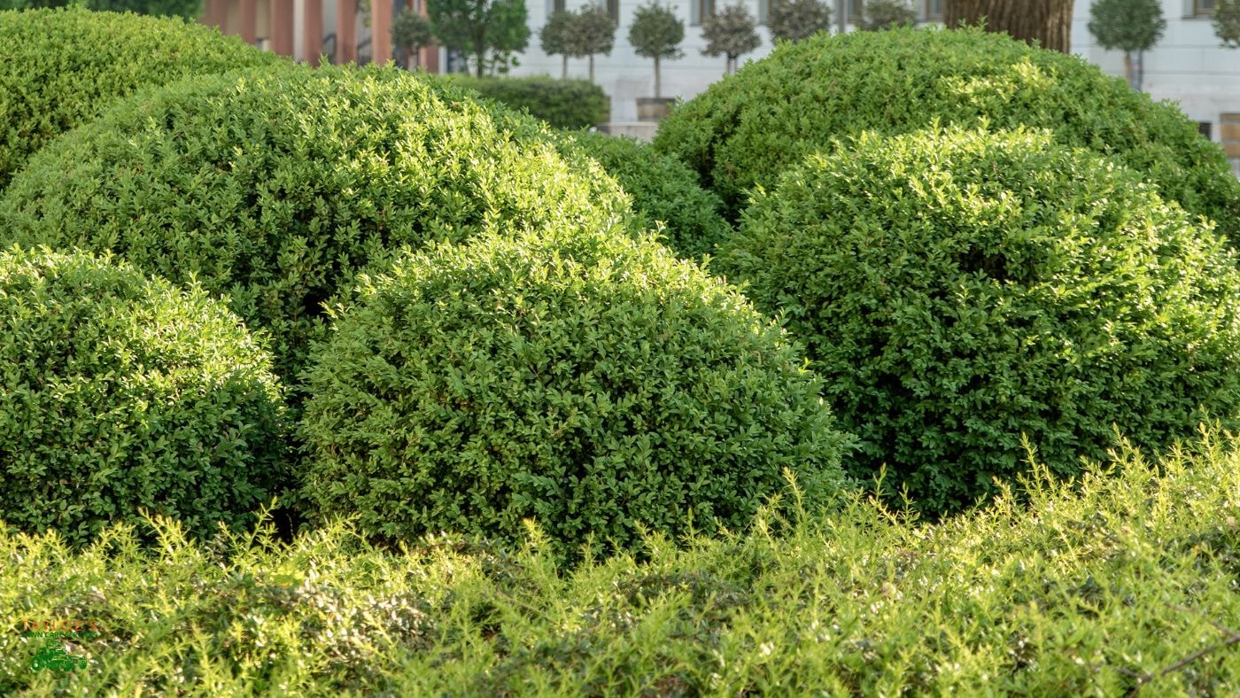 difference between shrubs and hedges not important with boxwoods