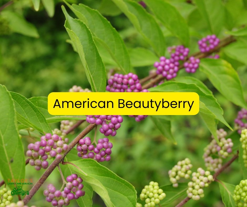 American Beautyberry to replace invasive plants in NC