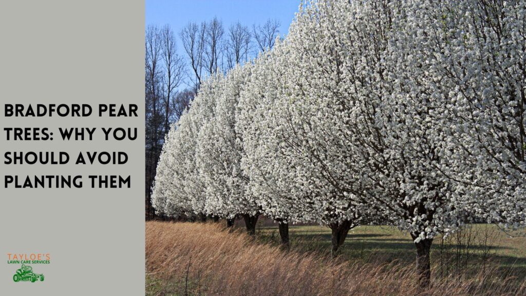 bradford pear trees