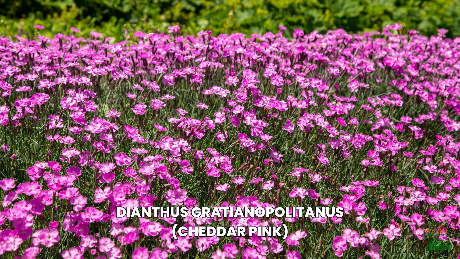 cheddar pinks dianthus flowers