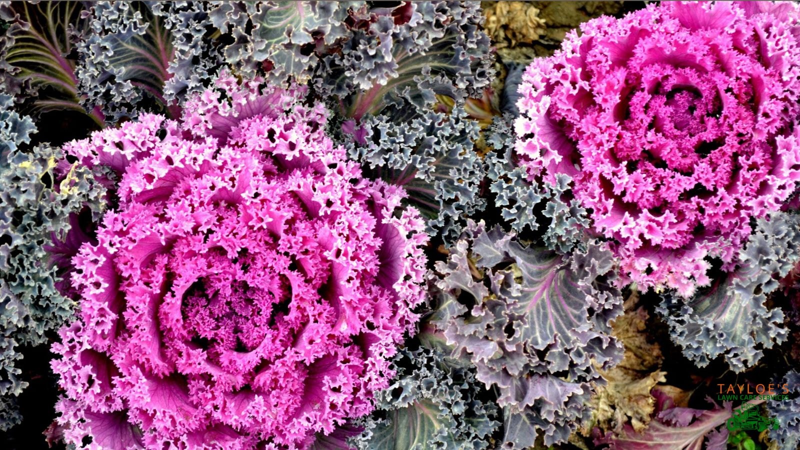 ornamental cabbage plants (flowering cabbage)