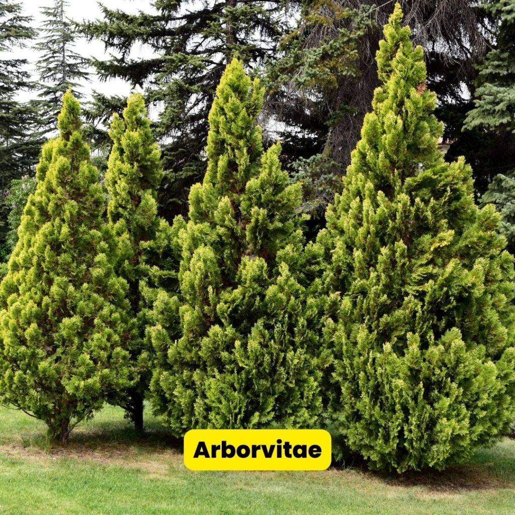 arborvitae-1024x1024-1 hedges vs shrubs
