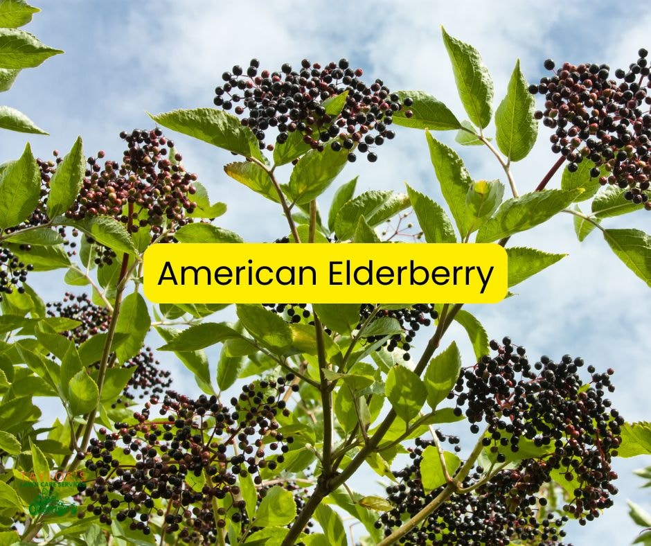 Some invasives have harm to human health; the American Elderberry is native to NC forests