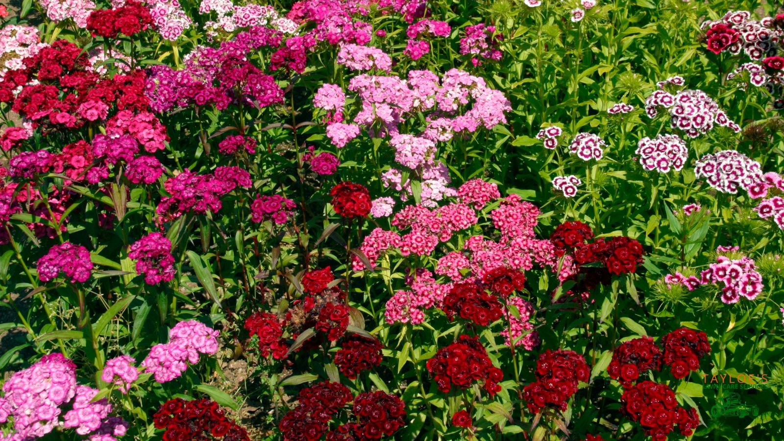 grow perennial dianthus flowers