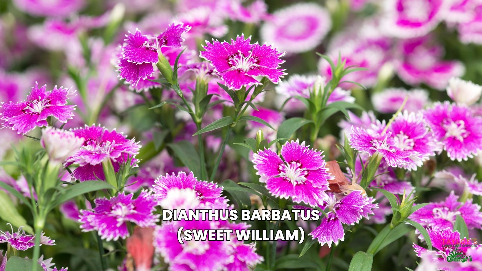 planting dianthus flowers