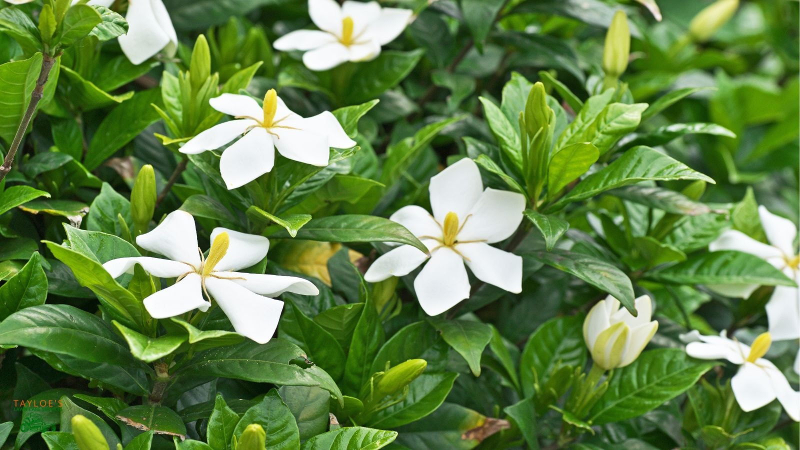 gardenia flowering hedges vs shrubs