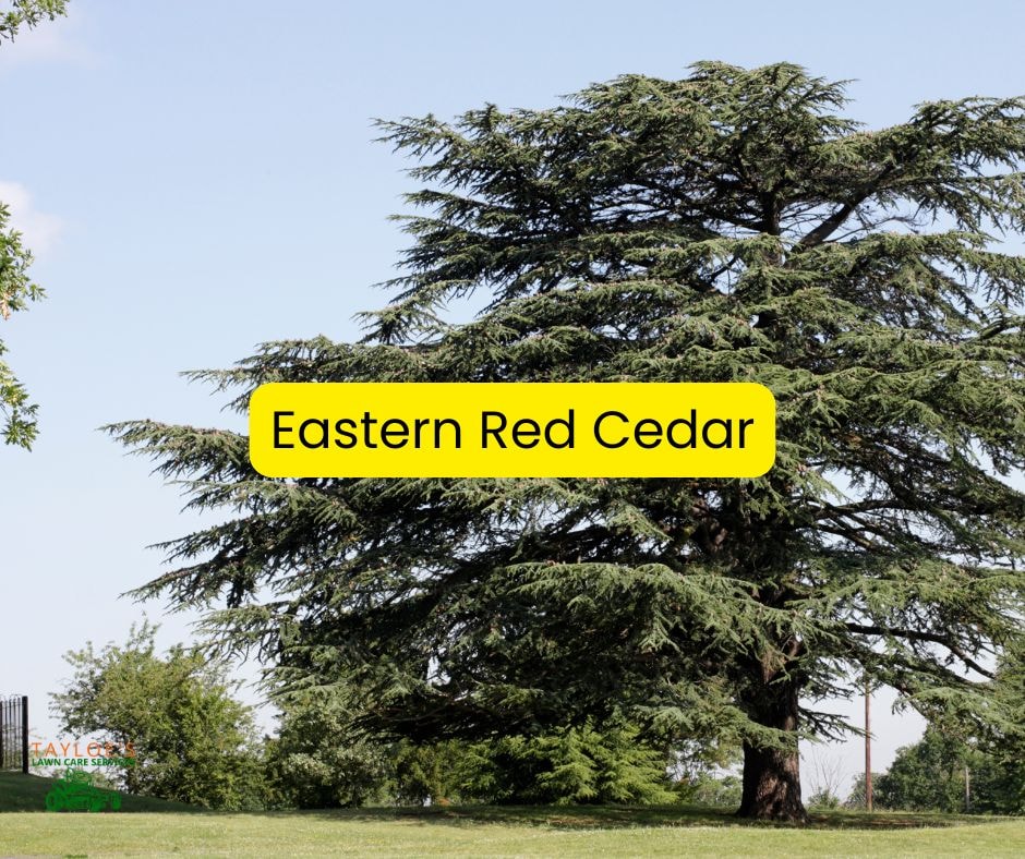 Eastern Red Cedar: Perfect for natural forests and habitats