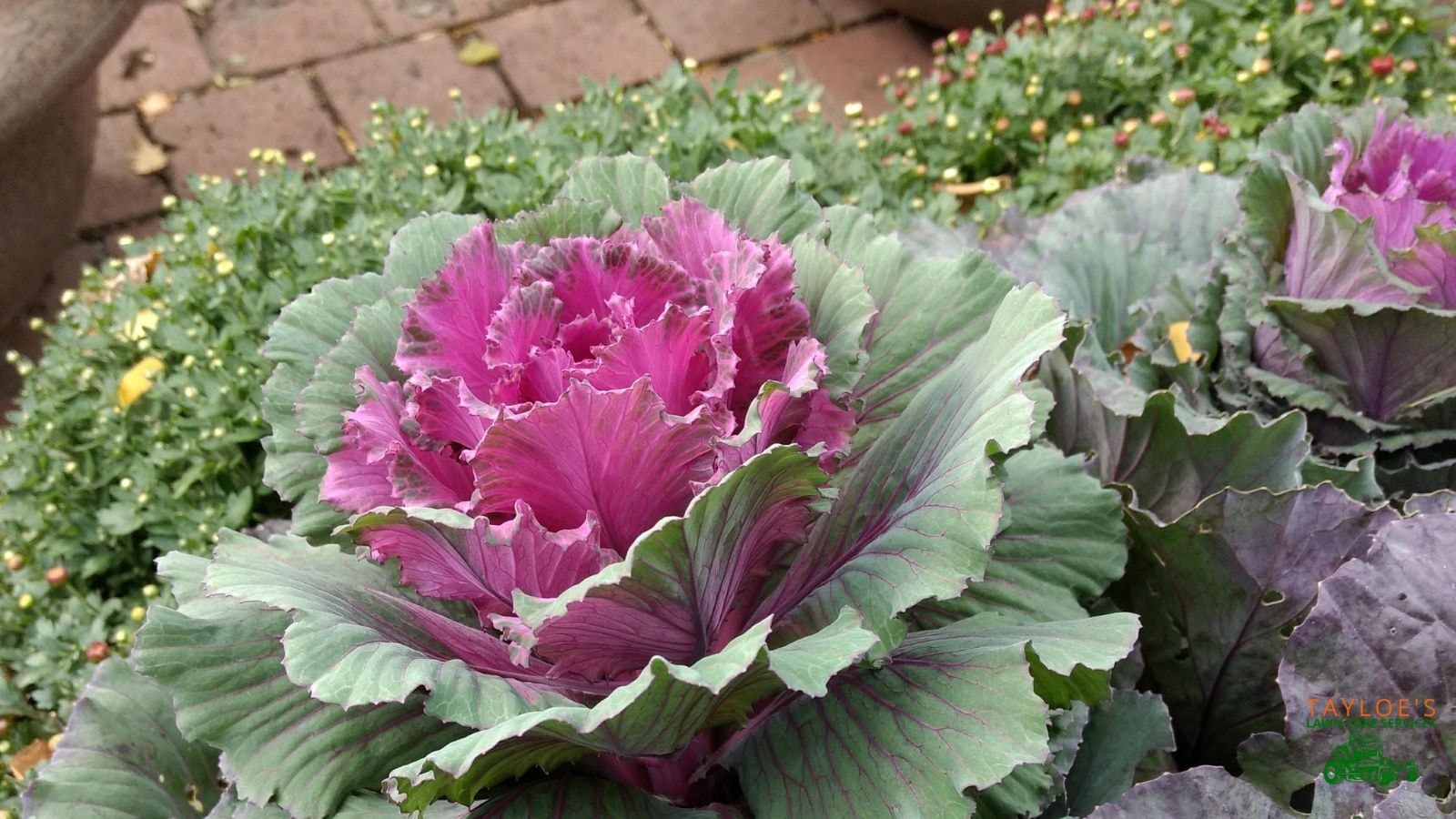 flowering kale and cabbate for fall color