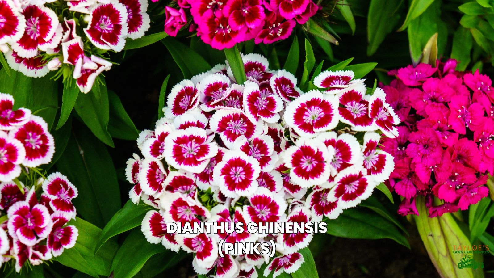 Dianthus chinensis pinks