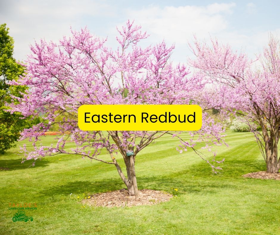 Replace non-native plants with native plants like Eastern Redbud