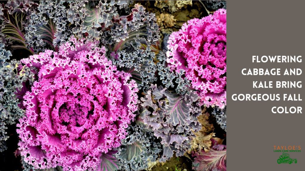 ornamental cabbage