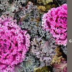 ornamental cabbage