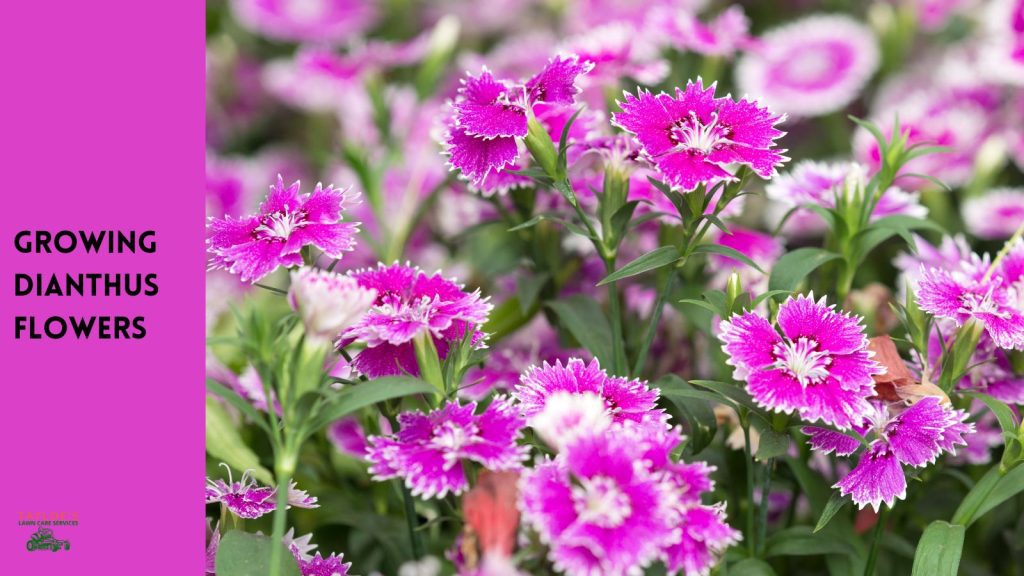 growing dianthus