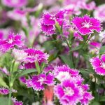 growing dianthus