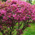 loropetalum - up to 10 feet tall