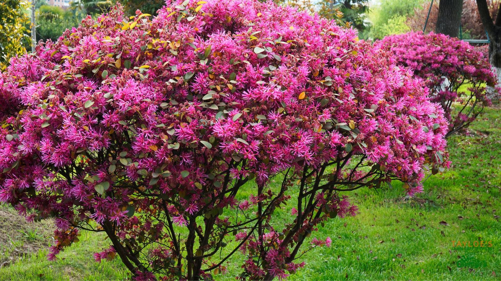 loropetalum - up to 10 feet tall