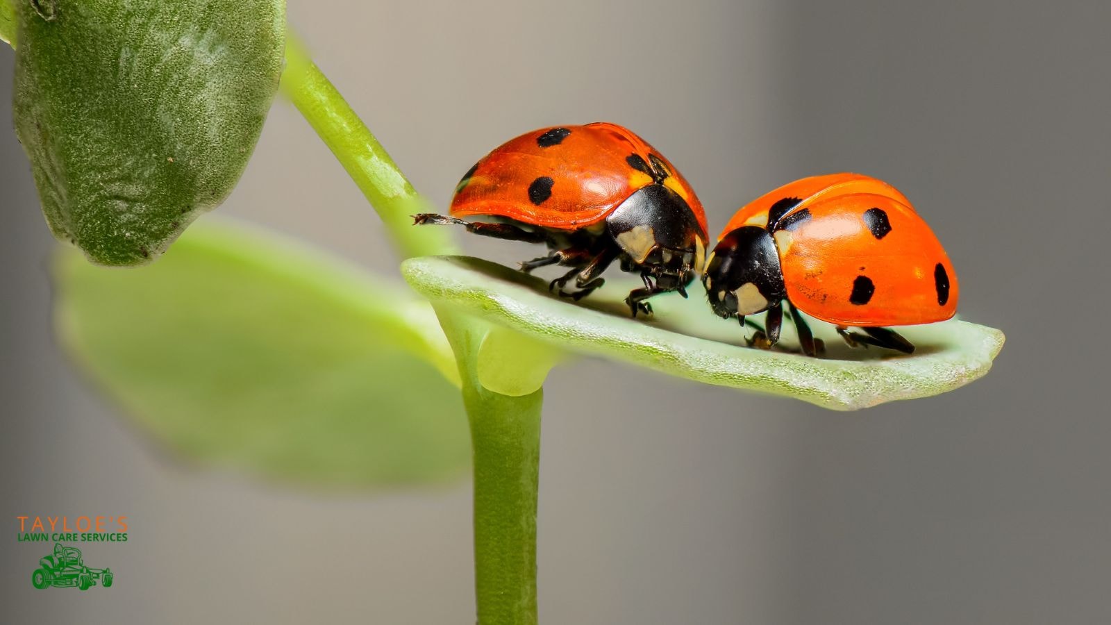 ladybugs pheromones