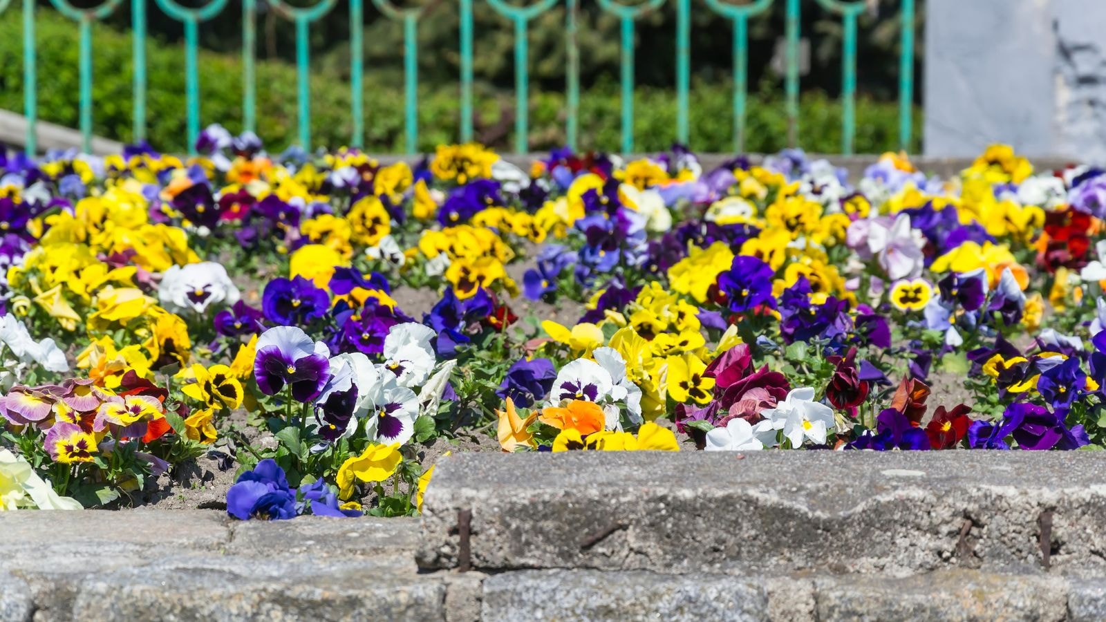 plant pansies in raised beds