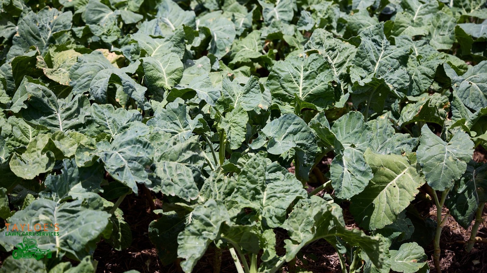 collards