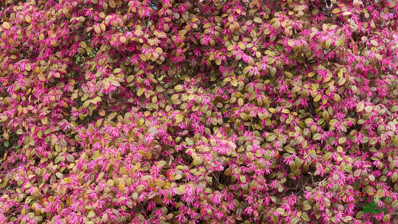 loropetalum can grow almost 10 feet tall