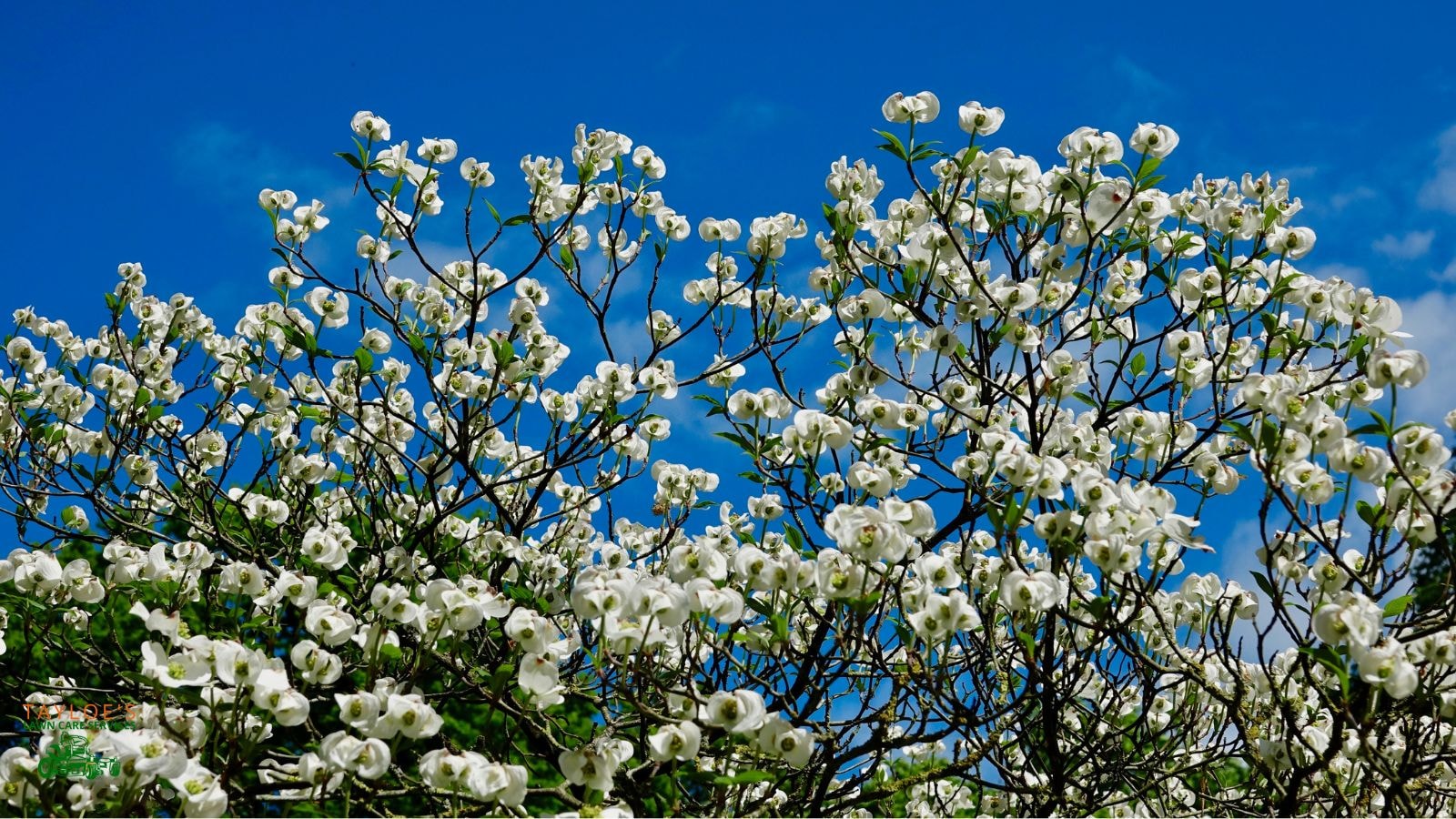 flowering dogwood: white flowers