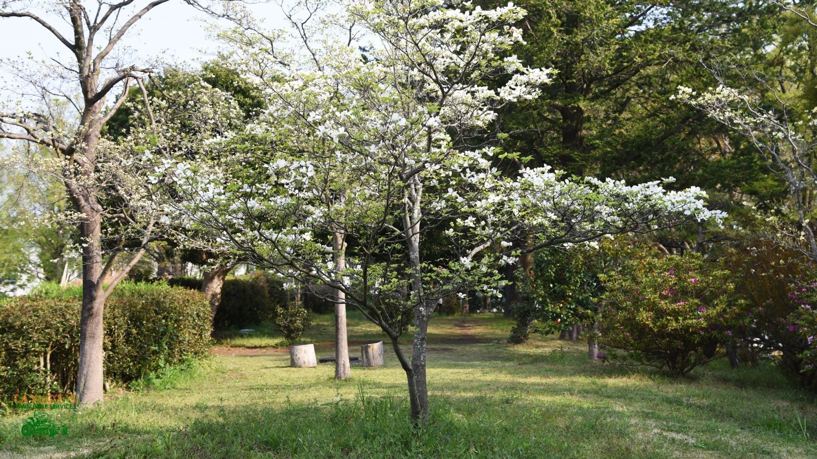 cornus florida with white flowers