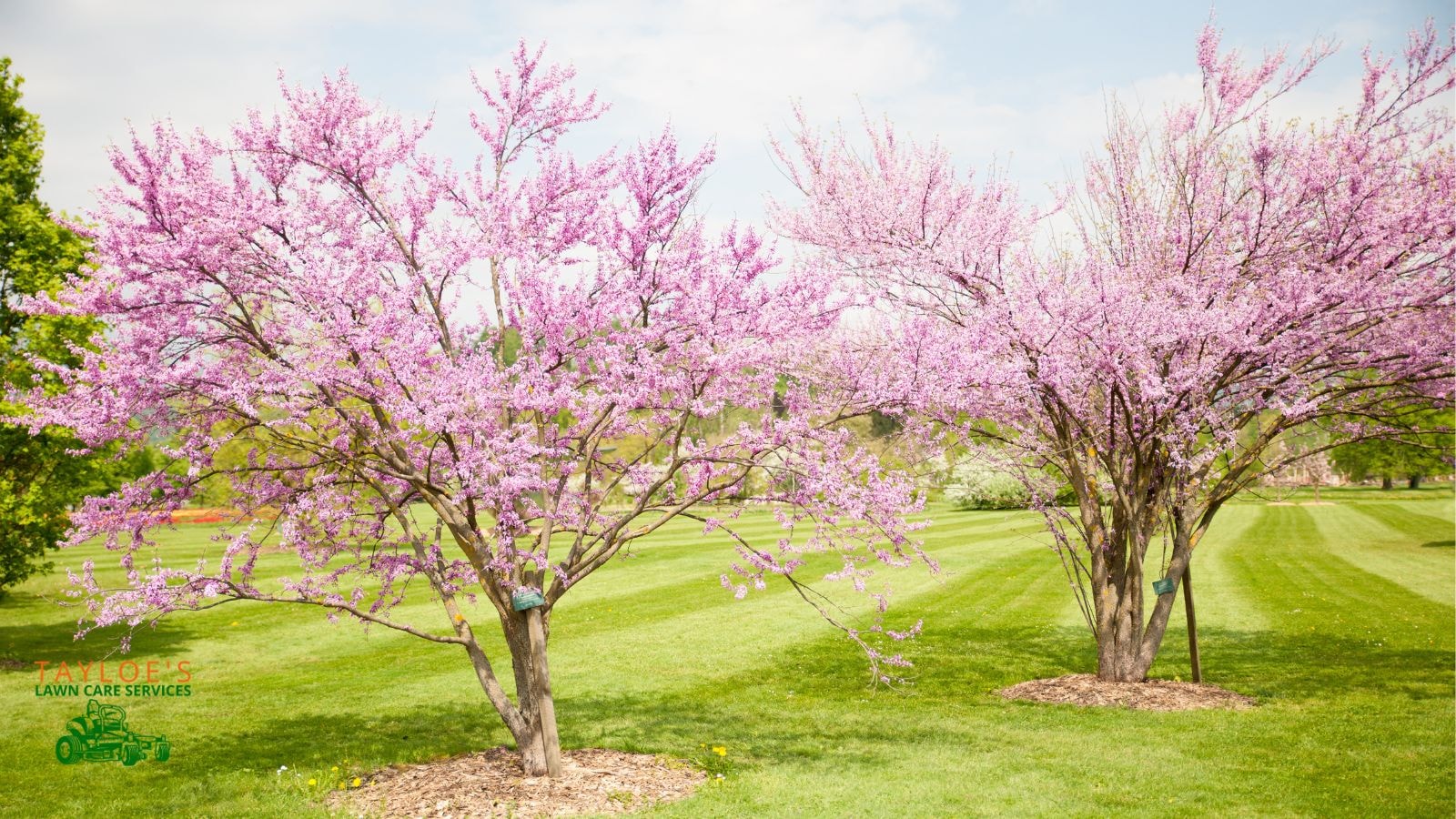 redbud flowers