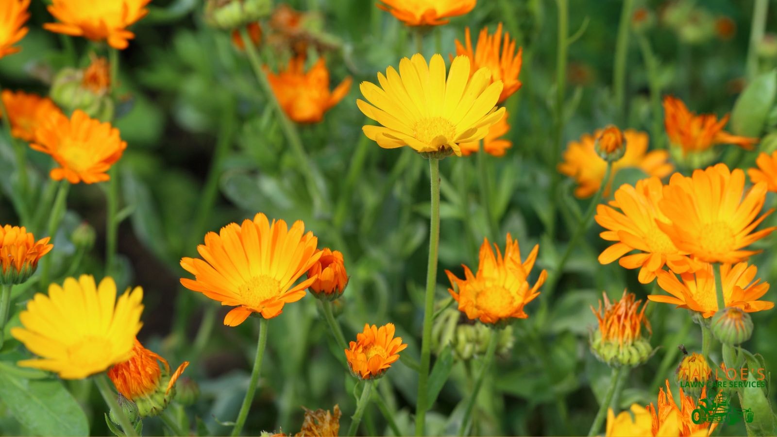 Calendula flowers: Both ray florets and a yellow center are lovely