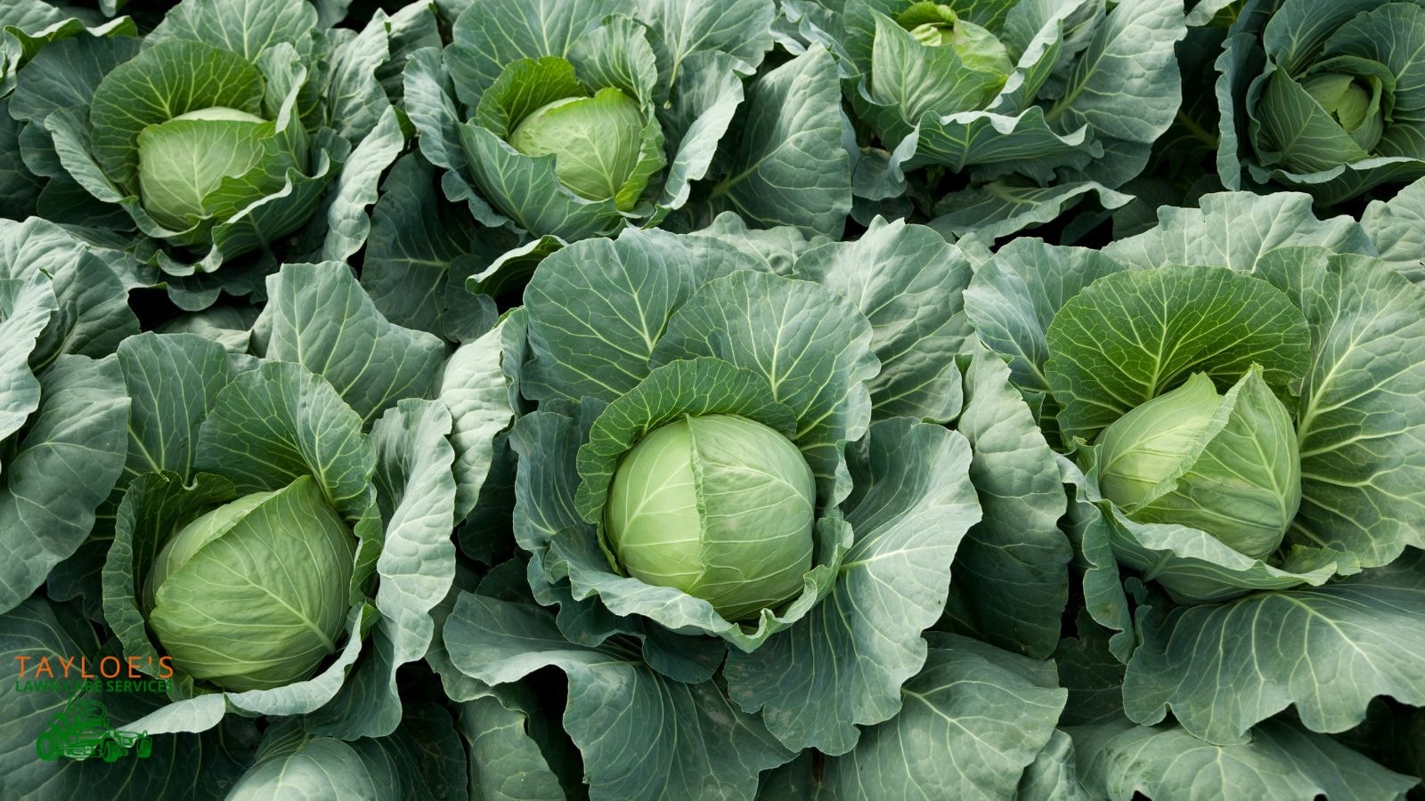 cabbage dark leafy green vegetables