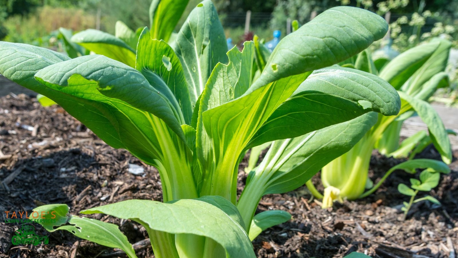 bok choy