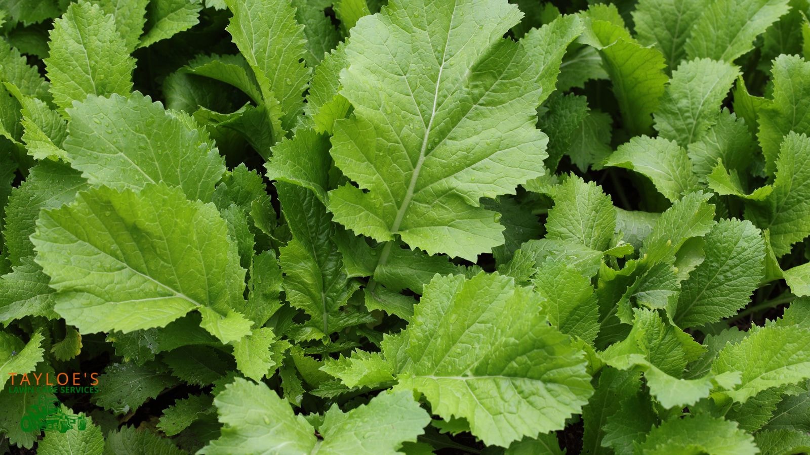 mustard greens