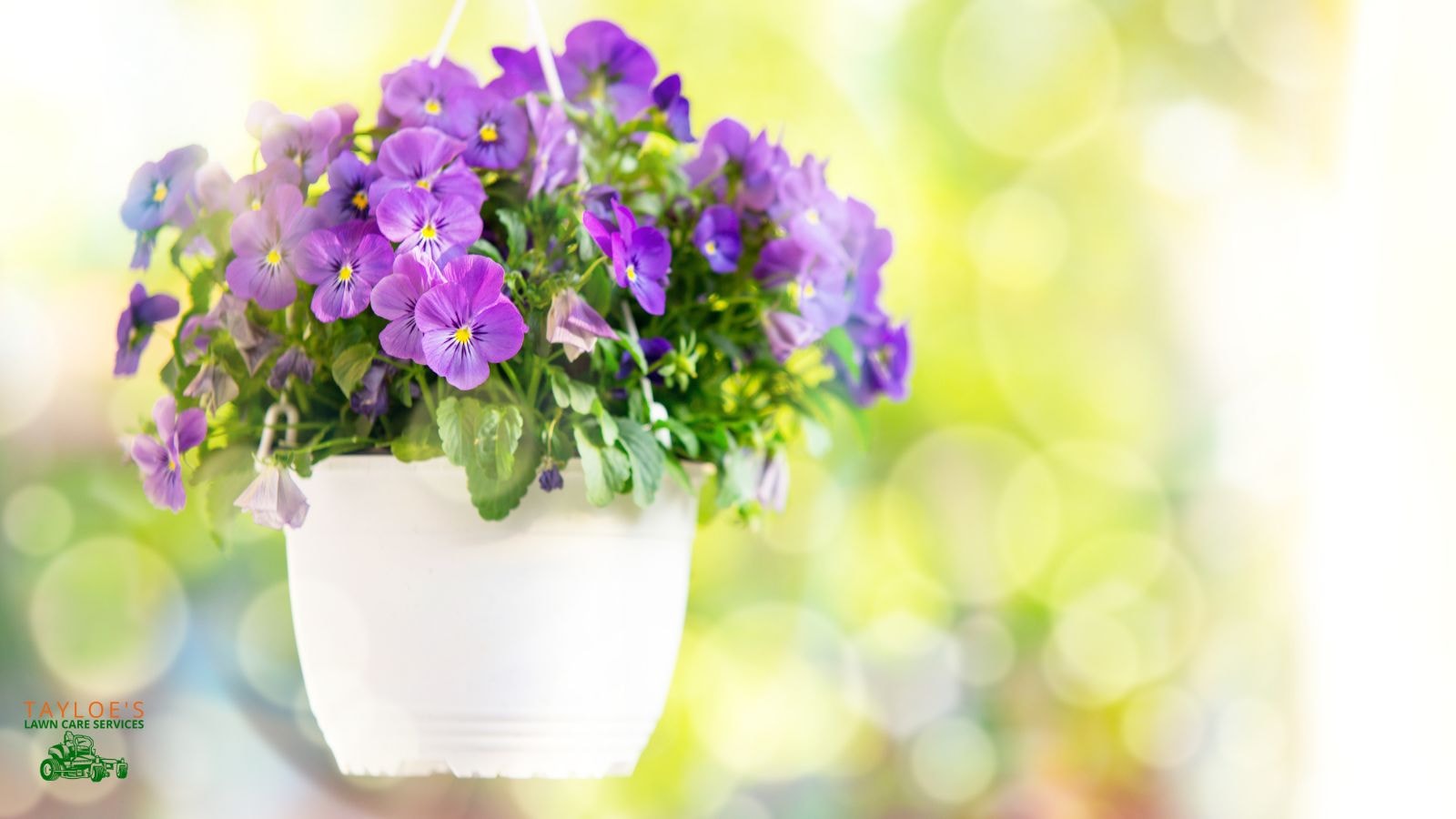 pansies in a hanging basket