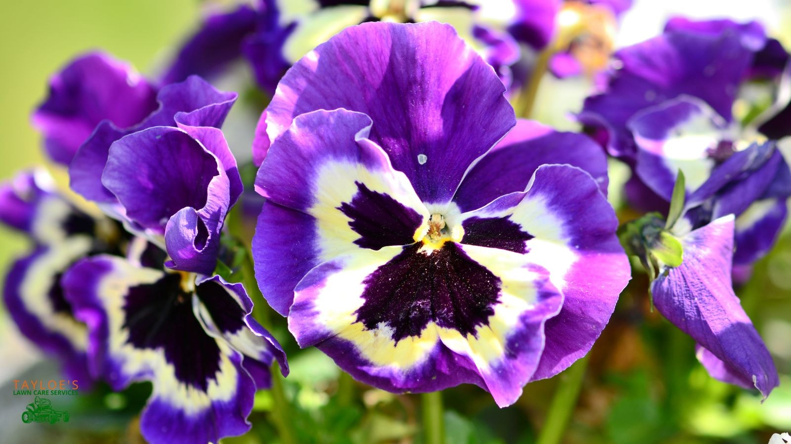 when to plant pansies in eastern nc