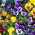 bright, light pansies planted in fall