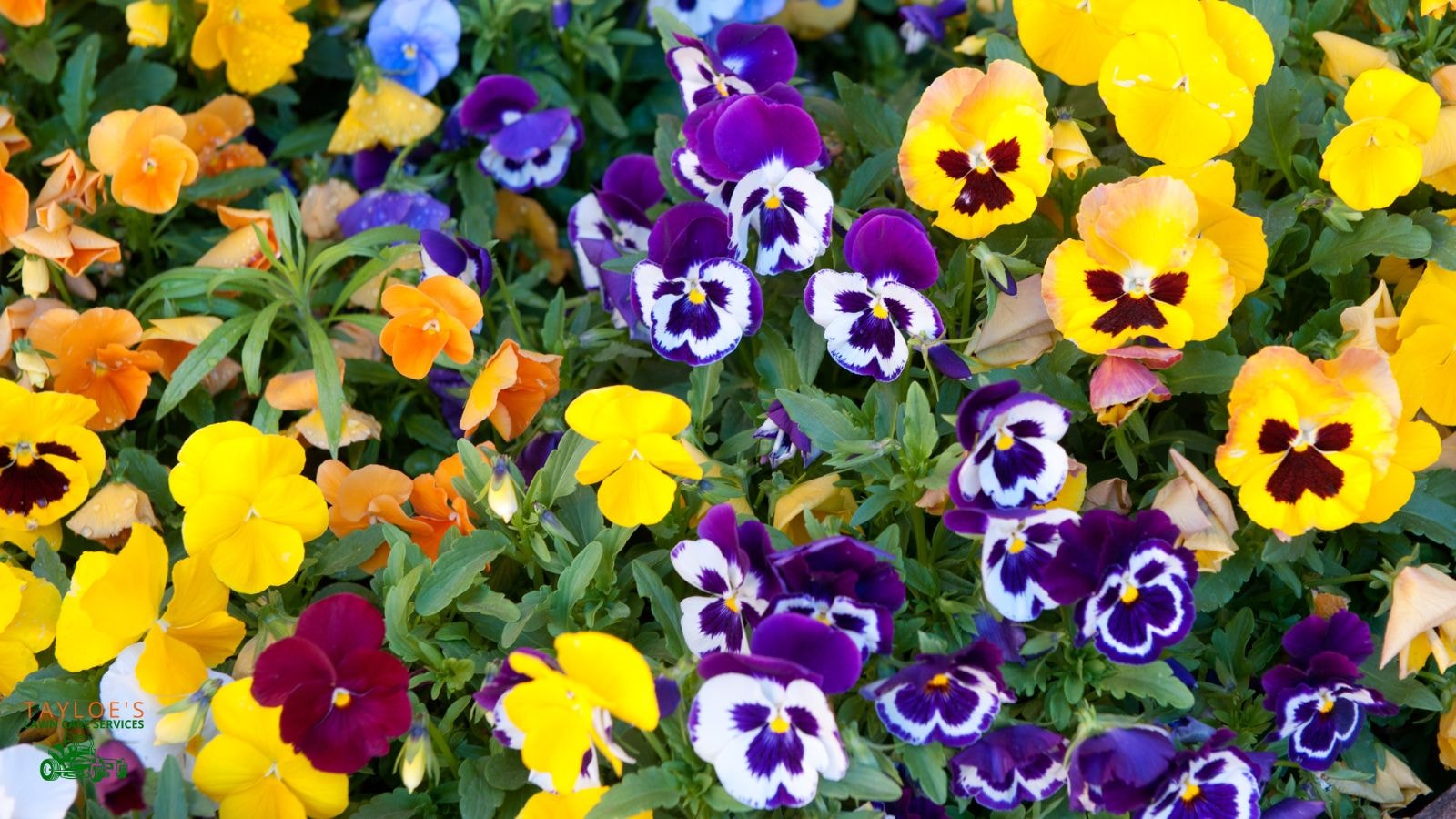 bright, light pansies planted in fall