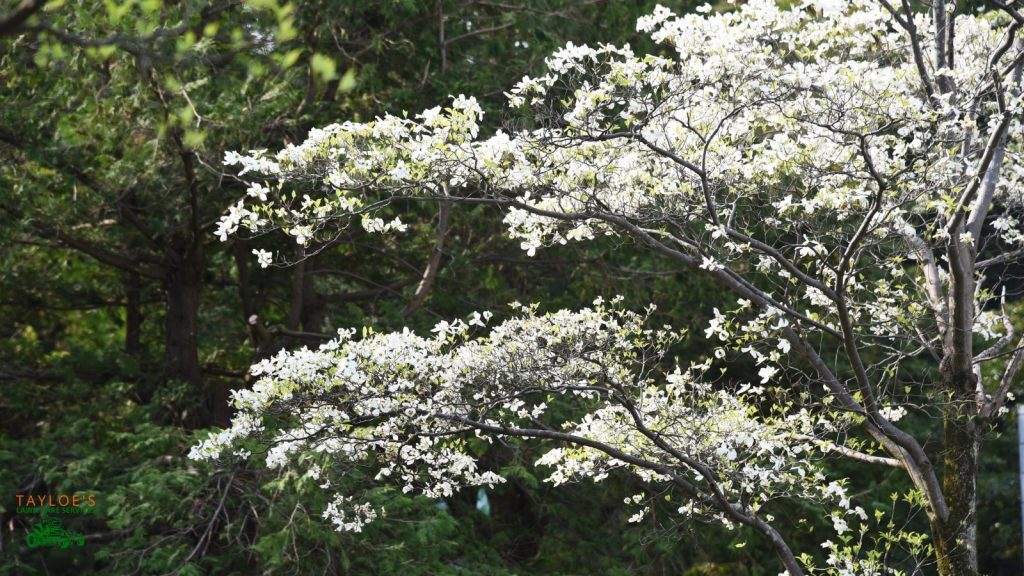 american dogwood trees