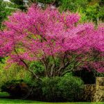 redbud tree