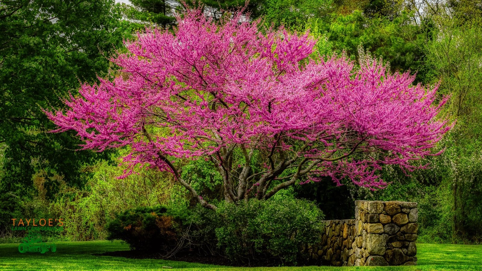 redbud tree