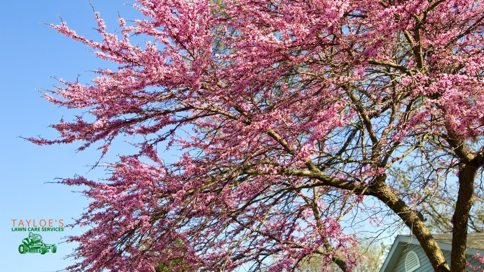 pink flowers