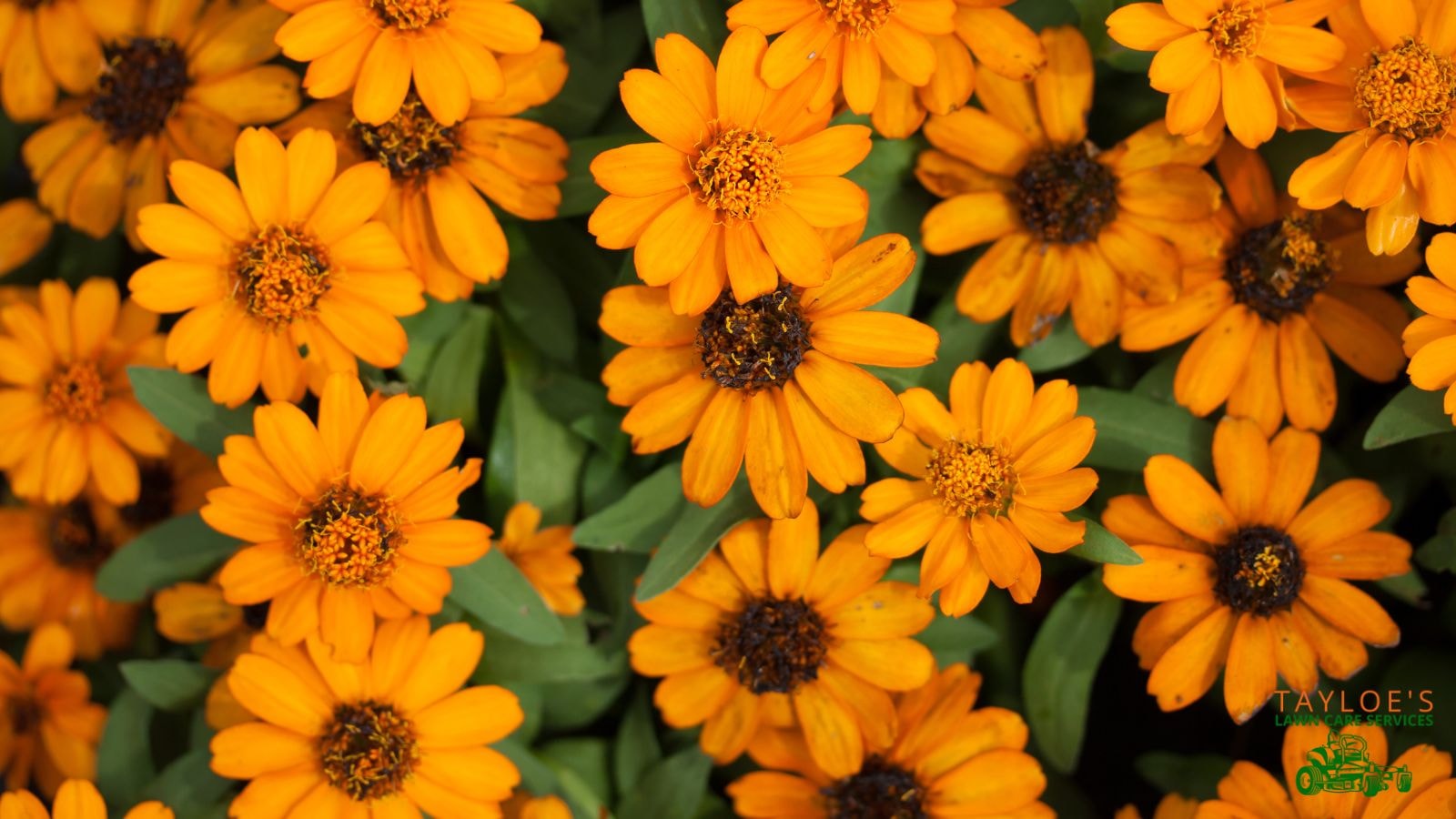 pot marigold calendula flowers