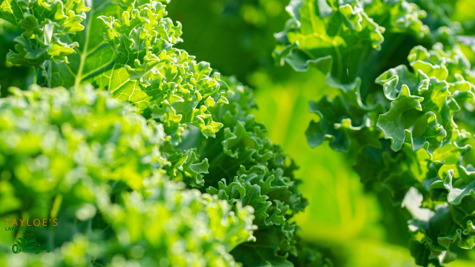 leafy green vegetables raw kale