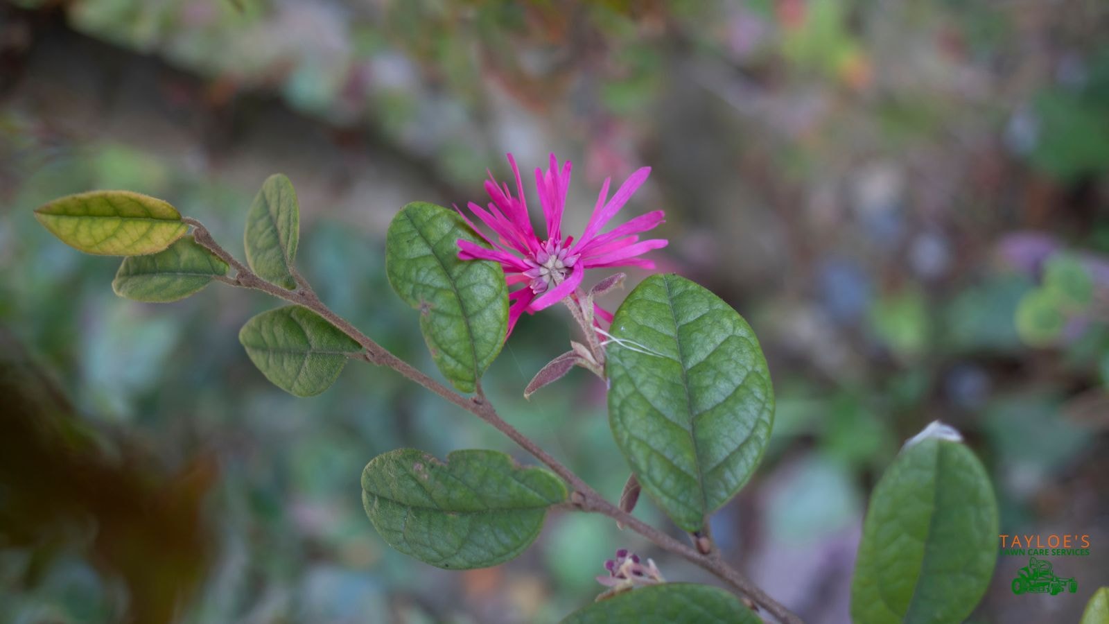 hot pink loropetalum